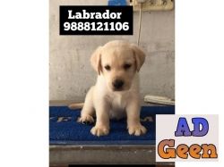 Labrador puppy buy and sell online in jalandhar city 9888121106